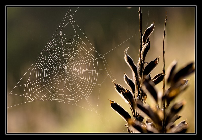 Little Hunter, Germany.jpg